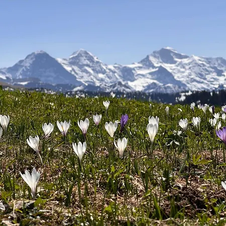 Niesenblick By Interhome