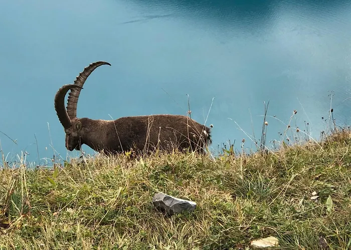 Apartamento Niesenblick By Interhome *